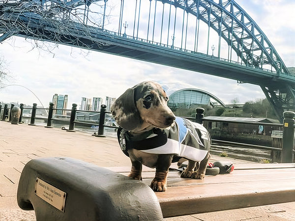 Meet ConvertYourShirt: Upcycled Football Shirts for Dogs and More!